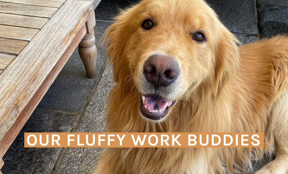 A day with Team PURELEI - INT PURELEI